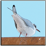 Logo de SeriliqueDesign